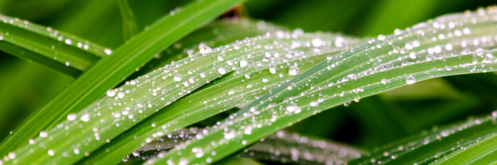 Water drop on grass leaves close