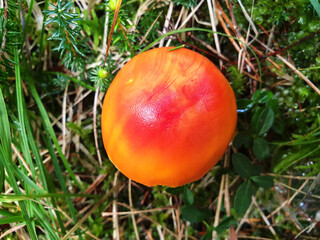 Top view of the red mushroom amanita muscaria on a background of green grass.
