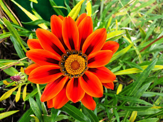 Close-up of variegated, red flower Gazania rigens.