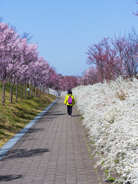 花咲く道を歩く
