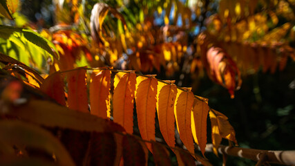 autumn leaves on the tree