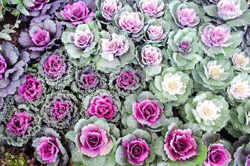 Purple cabbage field  or brassica oleracea top view background