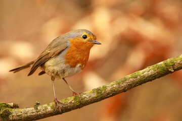 Rotkehlchen (Erithacus rubecula)