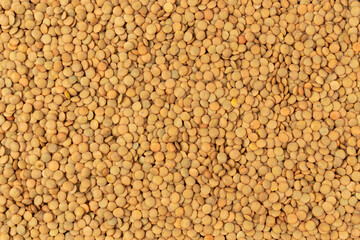 Raw Dry Lentils, Lentil Grains, Dal, Daal, Dhal, Masoor