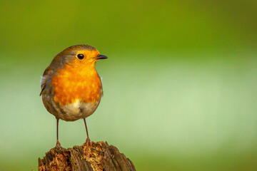 Fototapeta premium Rotkehlchen (Erithacus rubecula)