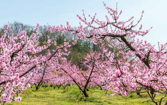 岡山の桃畑　桃の花