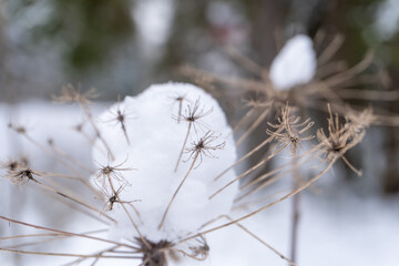winter nature flowers and trees