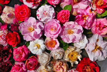 camellia flower background