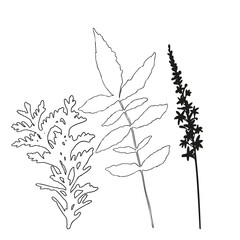 Vector flowers and leaves, isolated black. Realistic hand drawn flower  and leaves illustration set on white background.