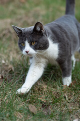 Domestic cat walking through a meadow 