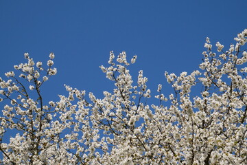 Beau cerisier en fleurs sous le ciel bleu du printemps
