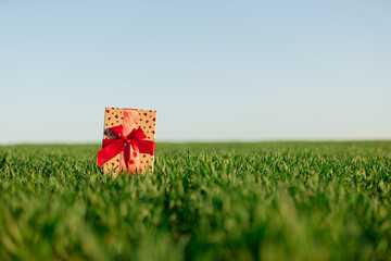Gift box on green wheat field in spring time
