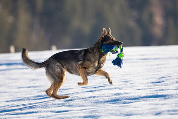 Schäferhund mit Spielzeug auf der schneebedeckten Wiese, Österreich
