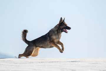 Schäferhund auf der schneebedeckten Wiese, Österreich