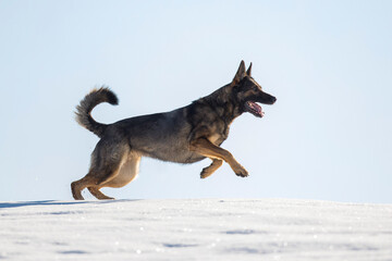 Schäferhund auf der schneebedeckten Wiese, Österreich