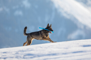 Fototapeta na wymiar Schäferhund mit Spielzeug auf der schneebedeckten Wiese, Österreich