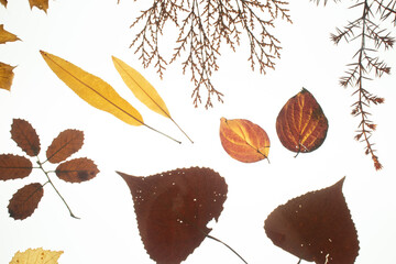 Tipos de hojas sobre mesa de luz, Enebro y álamo