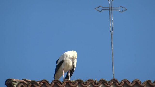 Cicogna