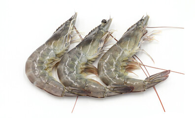 Fresh shrimp isolated on white background seafood tiger prawn