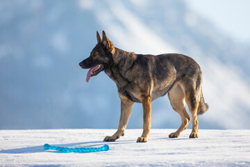 Schäferhund mit Spielzeug auf der schneebedeckten Wiese, Österreich