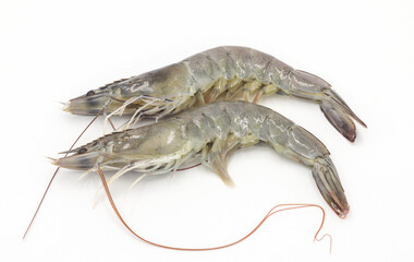 Fresh shrimp isolated on white background seafood tiger prawn