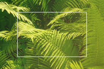 Green plants fern natural background. White frame.