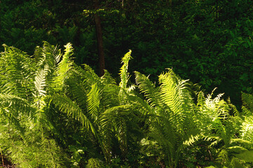 Fern in the forest and sun rays.