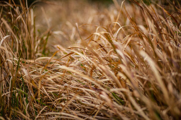 field of dry grass rhythm, grass warm tone