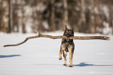 Schäferhund beim Spielen mit großem Ast auf der schneebedeckten Wiese, Österreich