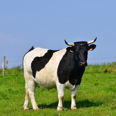 Carré taureau noir et blanc sous le ciel bleu de Normandie, France