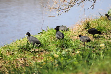 冬の河川敷で餌を探すオオバンの群れ