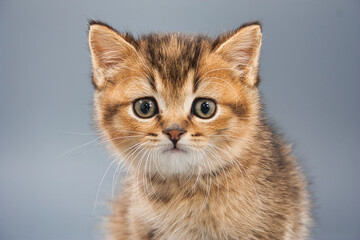 beautiful little british kittens on a gray background