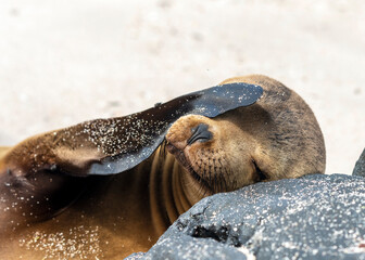 Galápagos sea lion (Zalophus wollebaeki), endemic sea lion of Galapagos covering eyes from glaring...