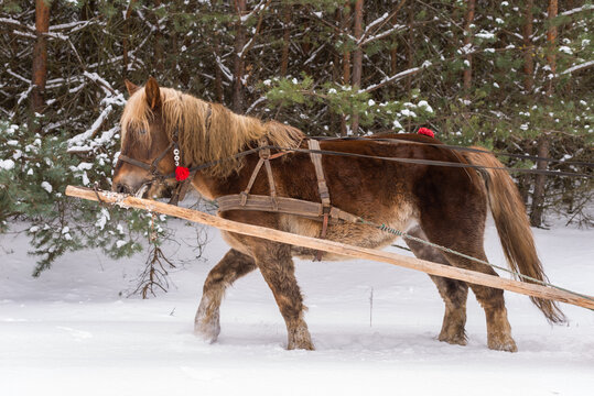 Horse pulling sleigh during a sleigh ride in the forest