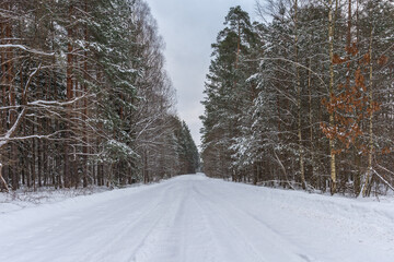 Car tire tracks in snowy forest road. Winter road and snowy forest