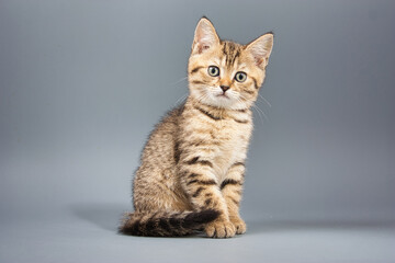 beautiful little british kittens on a gray background