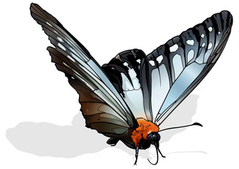 Calinaga Buddha - Beautiful The Freak Butterfly Isolated on White Background, Vector Illustration