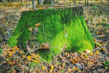 Big old tree stump covered with green moss in forest, selective focus