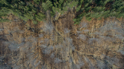 Fototapeta premium Spruce and beech forest in the Lower Silesia (Kaczawskie Mountains)