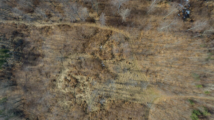 The beech forest on the bank of a mountain river (Kaczawskie Mountains, Poland)