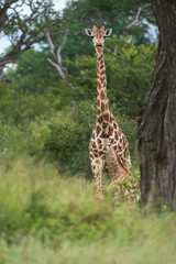 Cute baby giraffe standing perfectly camouflaged in front of its mother in the green landscape of the African bush, Greater Kruger. 