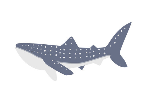 559 Best ジンベイザメ Images Stock Photos Vectors Adobe Stock