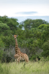 A giraffe standing in the green scenery of the African bush, Greater Kruger. 