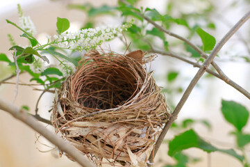 The bird's nest is laid bare and old abandoned on the tree.