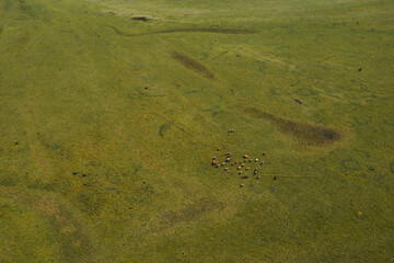 Aerial view of grazing cows in meadow from drone pov