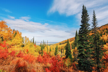 View of the mountain taiga in the autumn forest among colorful trees in the mountains in bright sunny weather in Kolyvan, Altai