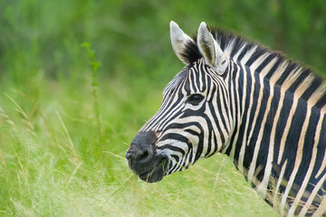 Closeup of a Burchell's Zebra's head standing in the long green grass, Greater Kruger. 