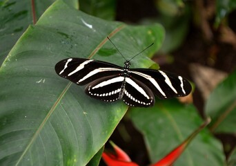 A beautiful butterfly on a plant
