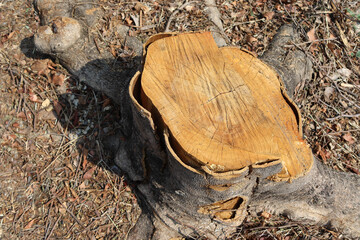 Old tree stump and sapwood on ground flooring in the garden closeup.