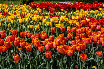 Flower beds and fields sown with colorful tulips